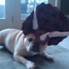 Lulu- lulu ceratops