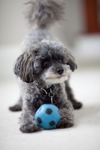 April Dog of the Month