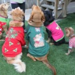 Cruisin Canines Dog Walking Sweater Contest
