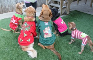 Cruisin Canines Dog Walking Sweater Contest