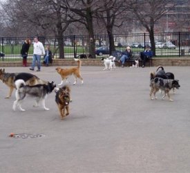 dog friendly parks in chicago