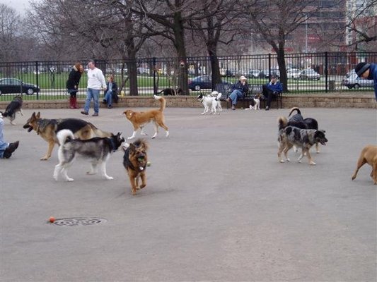 dog friendly parks in chicago