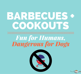Safe cookout tips from dog related accidents