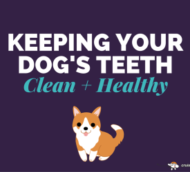 Canine dental problems can lead to disease