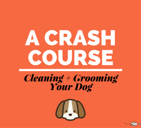 leaning and grooming your pup from head to toe