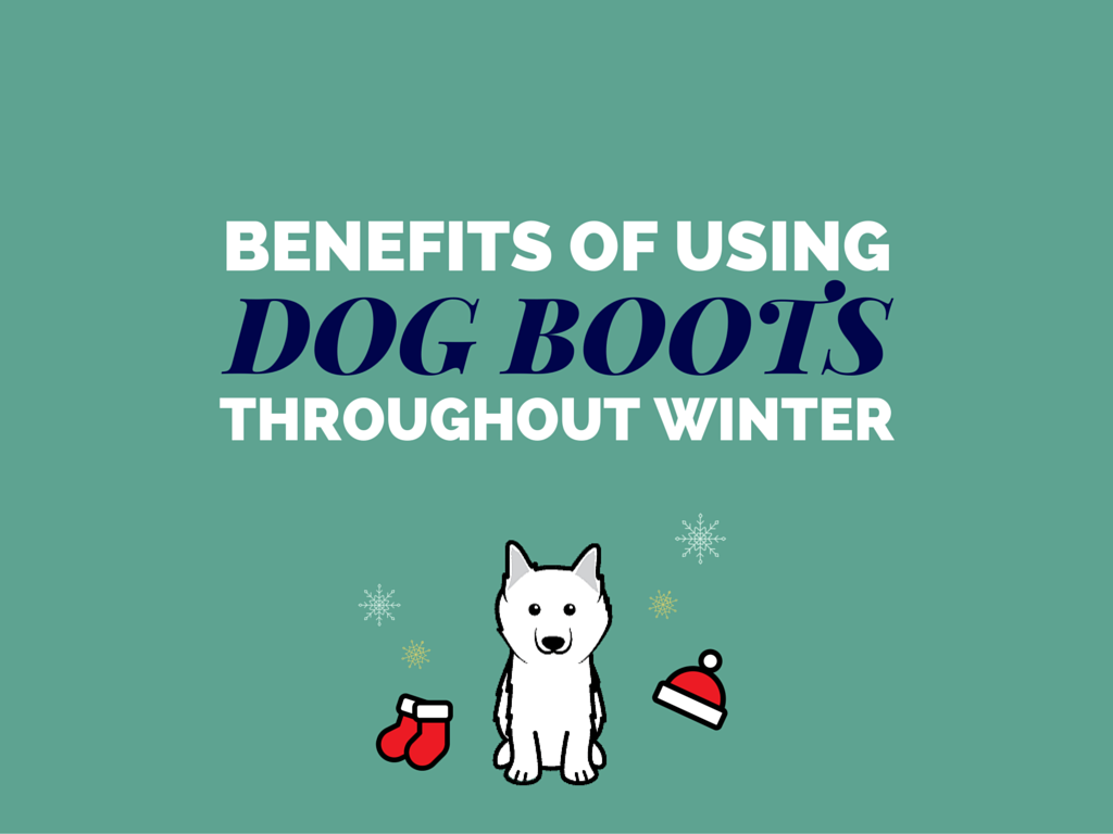 Benefits of Dog Boots in Winter