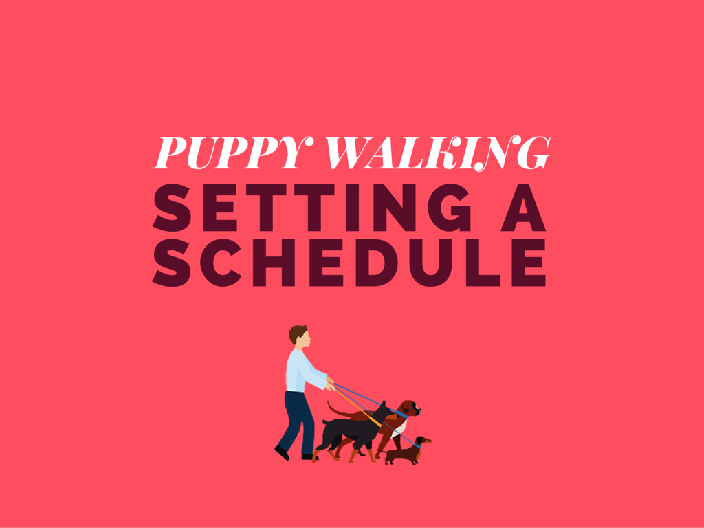 Puppy Walking Schedule