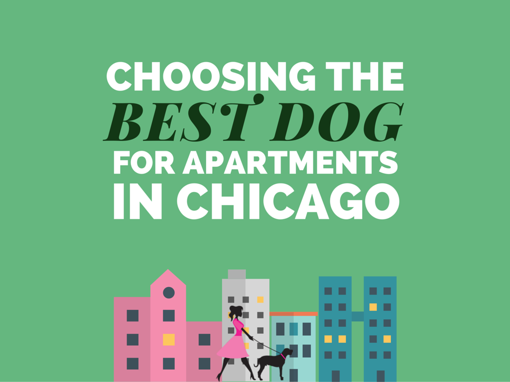 Which dog has the best temperament living in  Chicago apartments