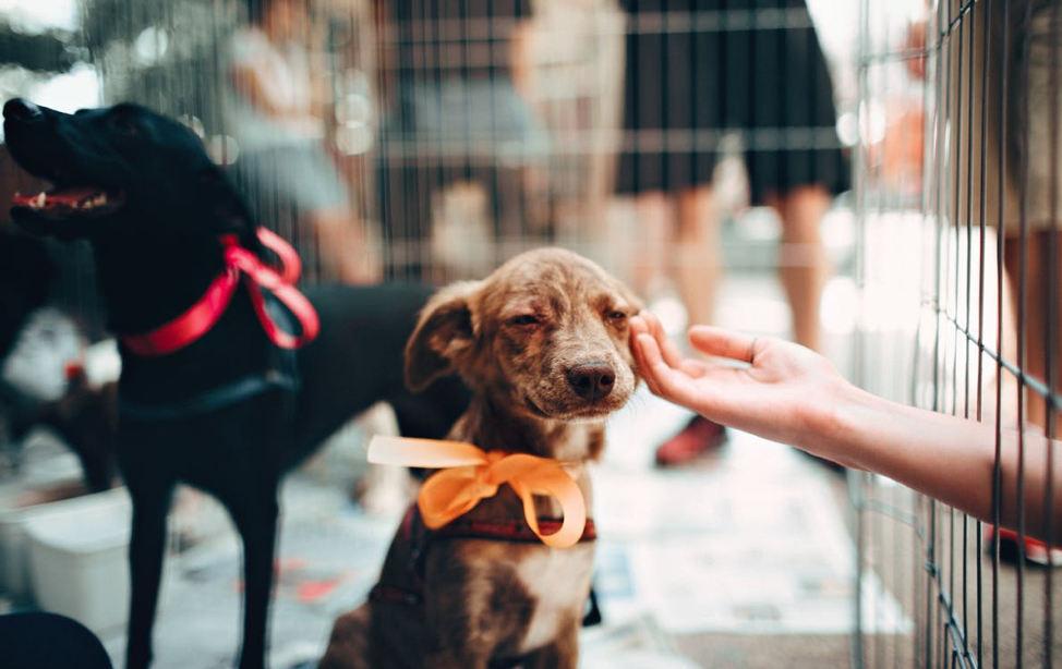 Dog Friendly Events in Chicago